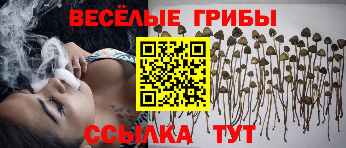 Галлюциногенные грибы Psilocybine cubensis Александров